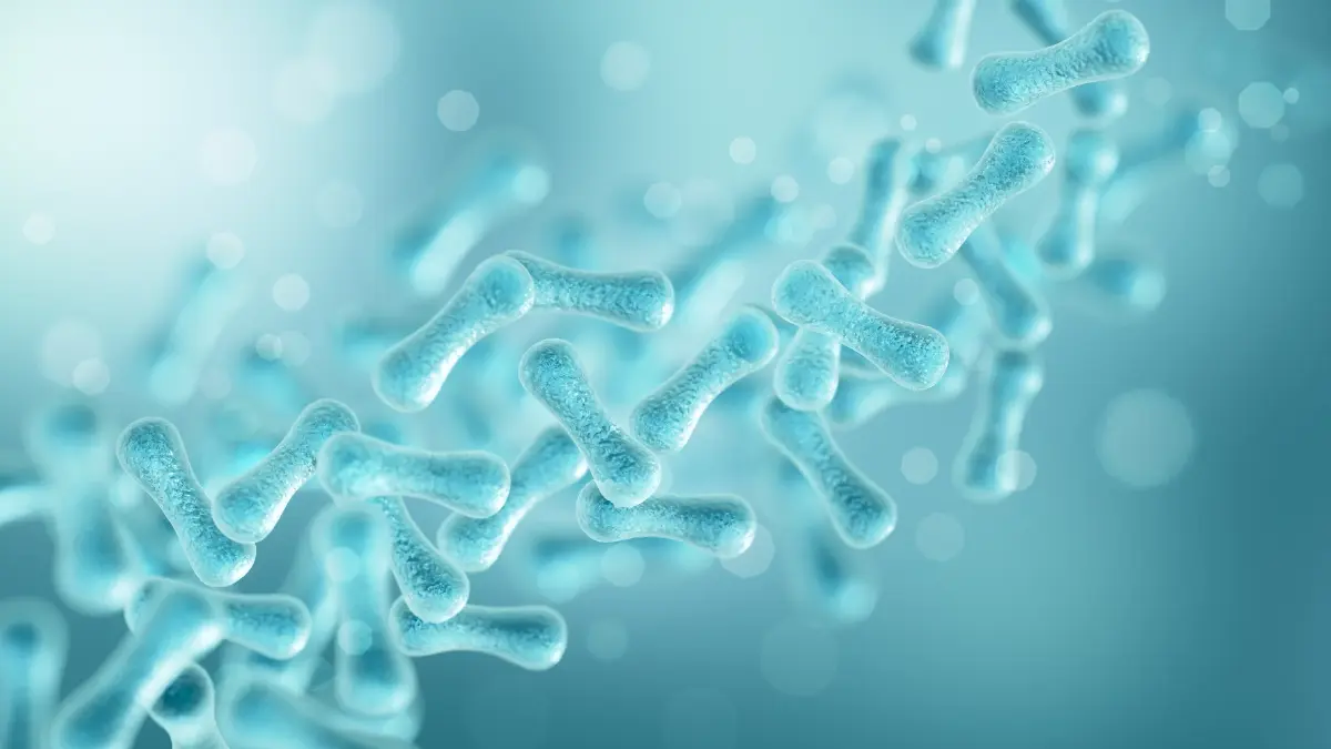 รู้จัก 'โพรไบโอติก L34' วิจัยแพทย์ จุฬาฯ ลดสารพิษ-อักเสบ สู้โรคไต