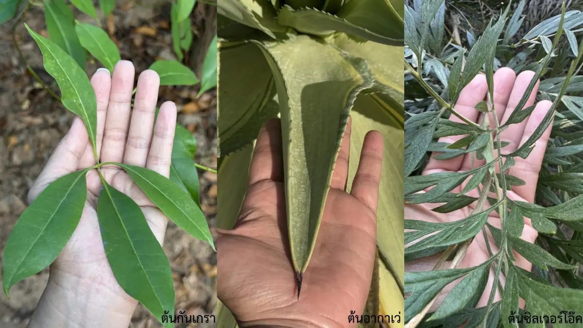 ทฤษฎีแห่งความสุข : สุข….ปลูก…อากาศ โดย ธันย่า - ธันยลักษณ์ พรหมมณี