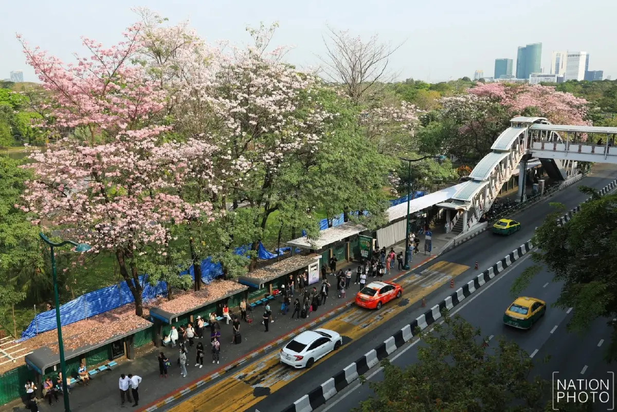 ชมพูพันธุ์ทิพย์ บานสะพรั่งรับวาเลนไทน์ สวนจตุจักร ติด BTS หมอชิต