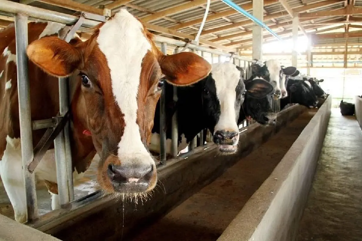 กระทรวงเกษตรฯ เร่งระบายนมล้นตลาด ดัน MOU พยุงรายได้เกษตรกร