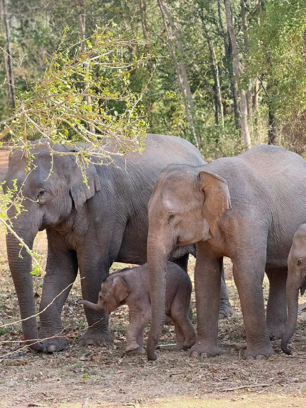 ชมความน่ารัก 'น้องกุมภา' ลูกช้างป่า วัย 7 วัน สมาชิกใหม่ป่าซับลังกา