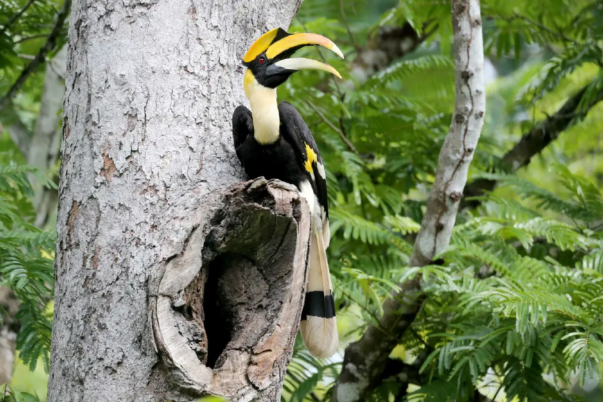 รักแท้จนวันตาย 13 ก.พ. วันรักนกเงือก ดูตำนานความรัก ก่อนวาเลนไทน์