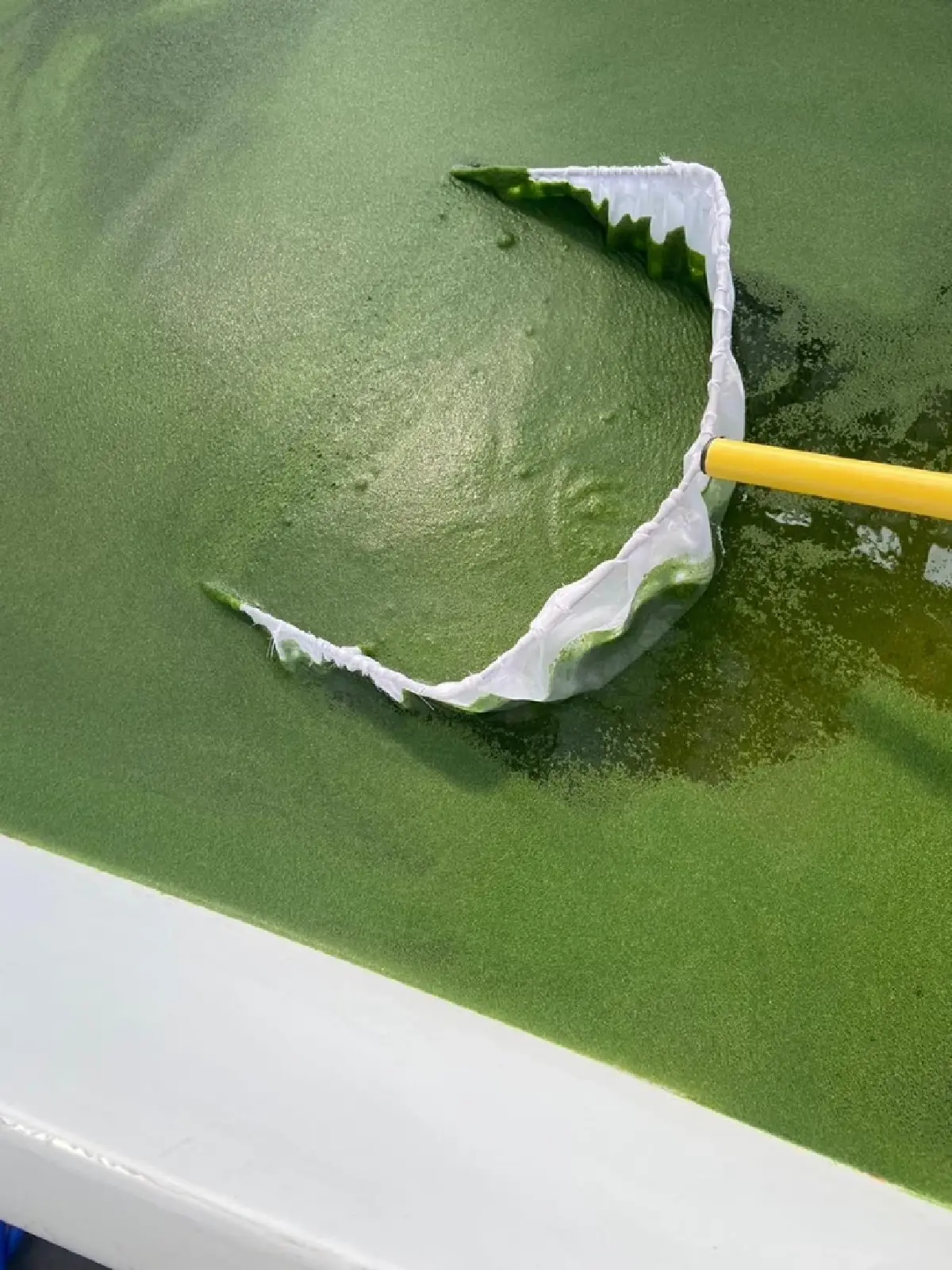 กรมวิชาการเกษตร ลุย ถ่ายทอดเทคโนโลยีผลิต “ผำ”ดันพืชโปรตีนอนาคตบุกตลาดโลก