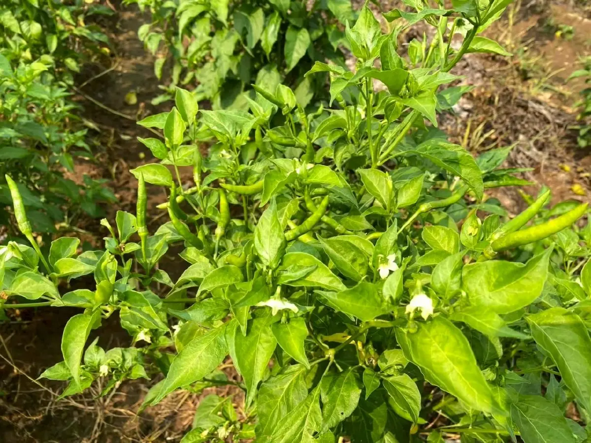 สศก. กางแผนพัฒนาเกษตรอินทรีย์ รุกมาตรฐานเจาะตลาดพรีเมี่ยม