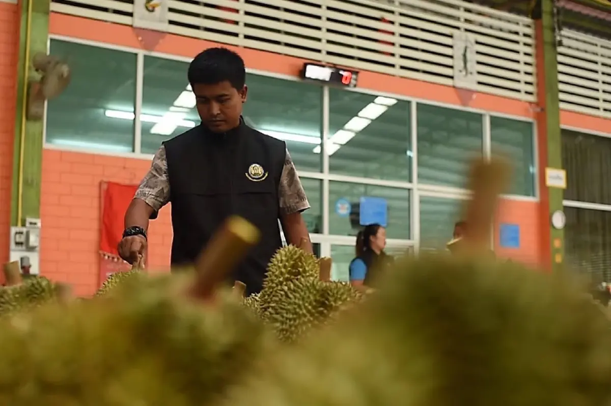 กรมวิชาการเกษตร ระดมเจ้าหน้าที่เตรียมส่งออกทุเรียน ป้องตลาดจีนแสนล้าน
