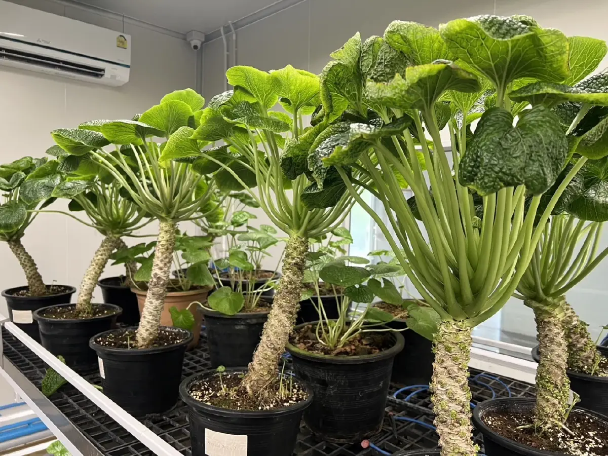 'เพ ลา เพลิน' ท่องเที่ยวเชิงสุขภาพ  เพิ่มมูลค่า 'สมุนไพร' ผุดแล็บวาซาบิ