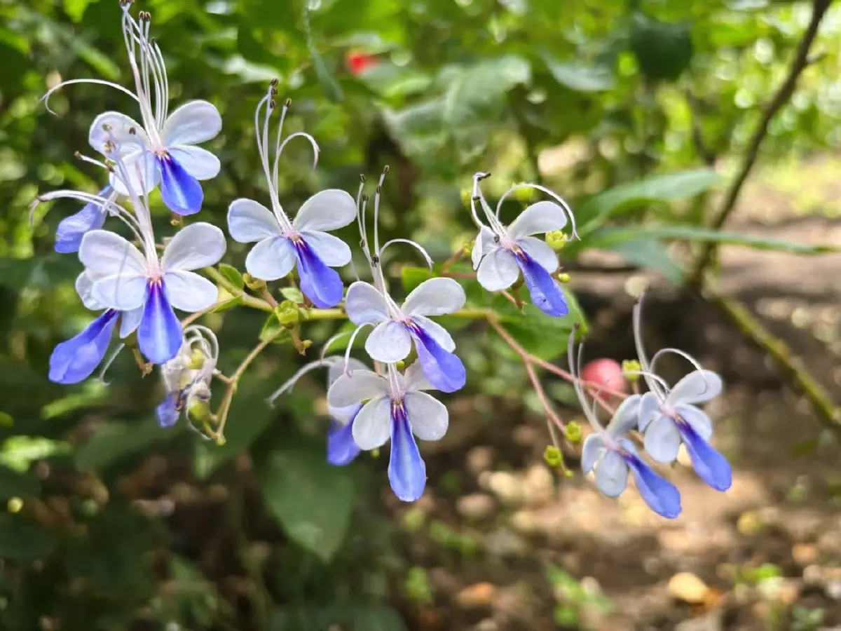 เปิดโมเดลธุรกิจเขาใหญ่ 2026 'วรรณลี ศรีจำปา' พลิกเกมรีสอร์ทล้น ปั้น Social Enterprise