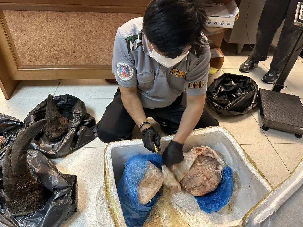 รวบคาสุวรรณภูมิ! หนุ่มเวียดนามลอบขน 'นอแรด' 11 กก. จากคองโกผ่านไทยไปปท.เพื่อนบ้าน