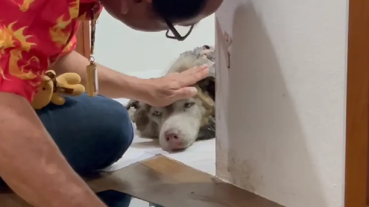 เศร้า 'หมามอลลี่' จากไปแล้ววันนี้ หลังถูกทำร้ายหนัก บาดเจ็บสาหัส