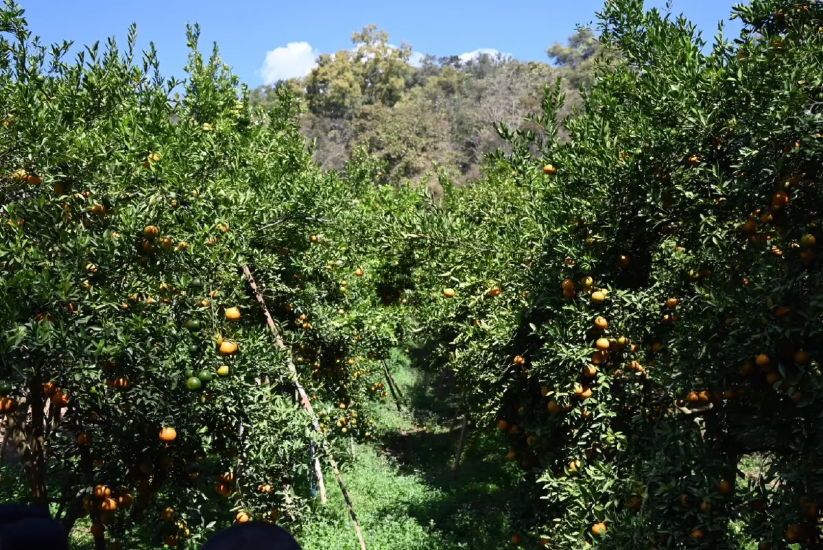 ‘ส้มสายน้ำแร่ อ. ฝาง’ ของดี GI ล็อตสุดท้ายรับไหว้ตรุษจีน