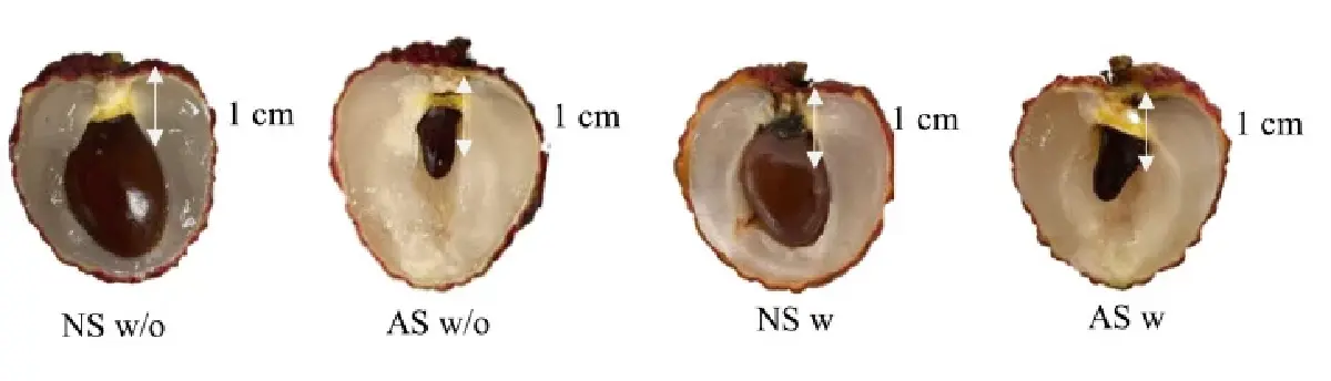 มช.โชว์งานวิจัย เทคโนโลยี NIR ตรวจคุณภาพลิ้นจี่ คัดเกรดได้แม่นยำ