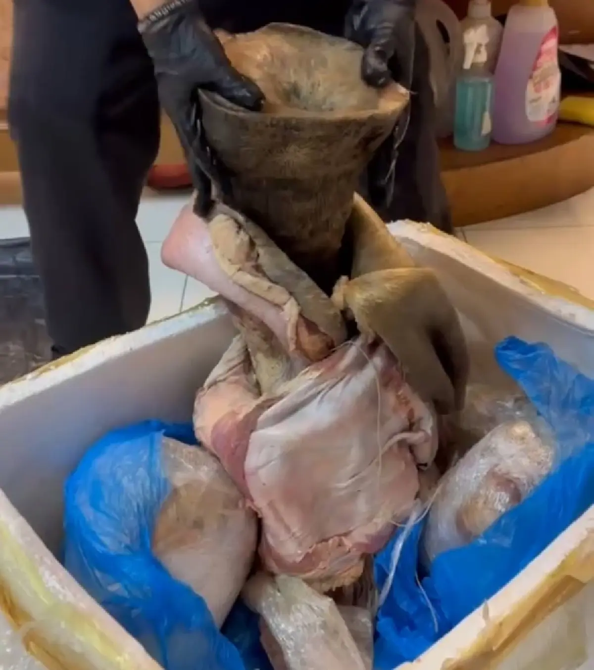 รวบคาสุวรรณภูมิ! หนุ่มเวียดนามลอบขน 'นอแรด' 11 กก. จากคองโกผ่านไทยไปปท.เพื่อนบ้าน