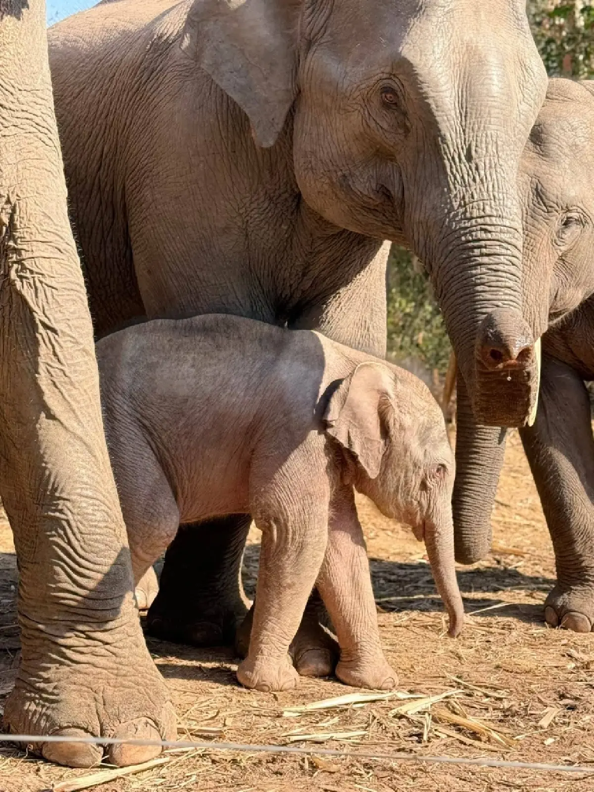 ชมความน่ารัก 'น้องกุมภา' ลูกช้างป่า วัย 7 วัน สมาชิกใหม่ป่าซับลังกา