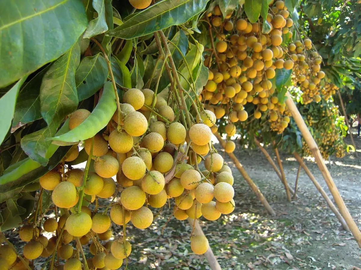 กรมวิชาการเกษตร 'ดันส้มโอ ลำไย มะละกอดิบ ' บุกตลาดเกาหลีใต้