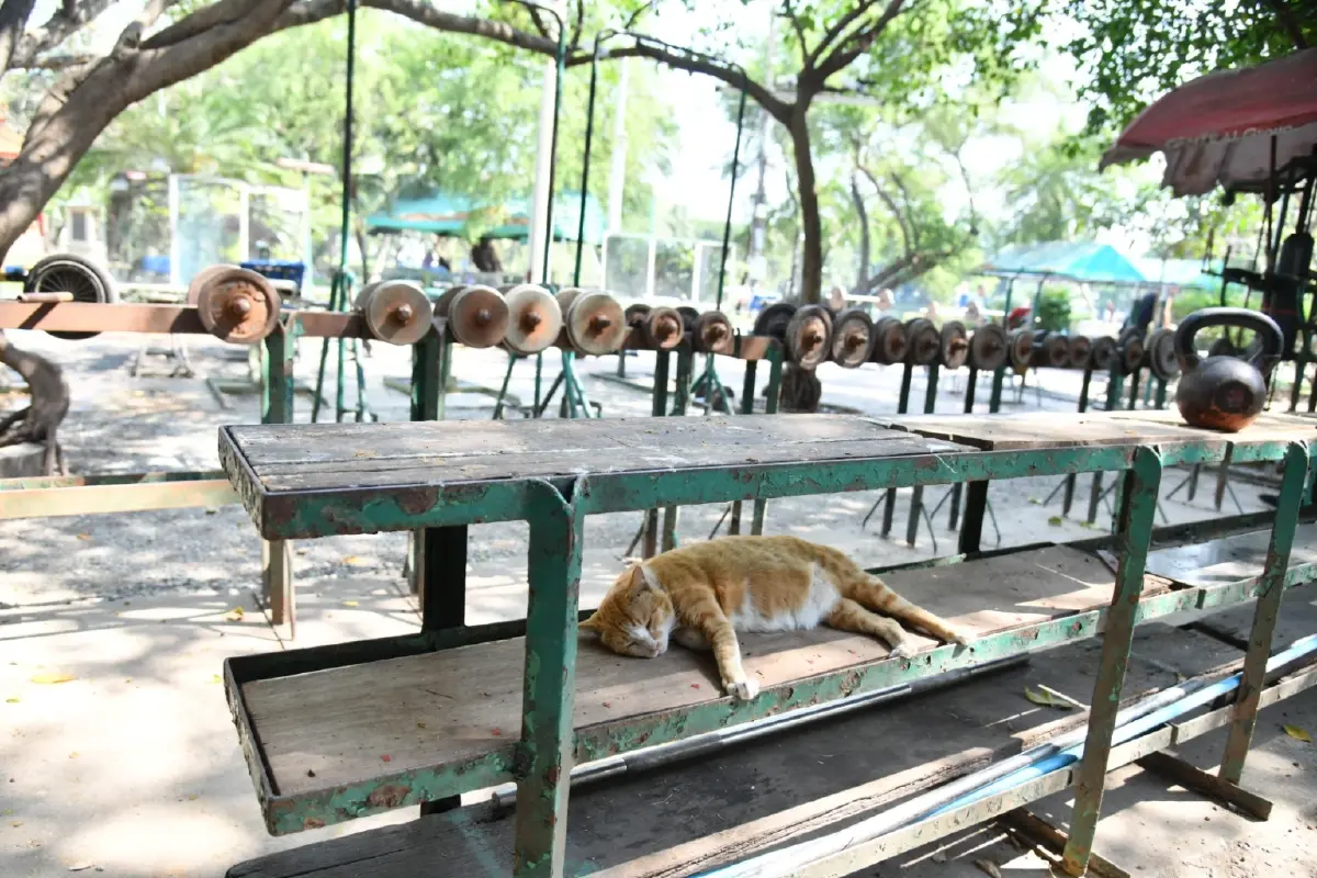 กทม. เตือนนำสัตว์มาปล่อยทิ้งมีความผิดตามกฎหมาย โทษปรับสูงสุด 4 หมื่นบาท