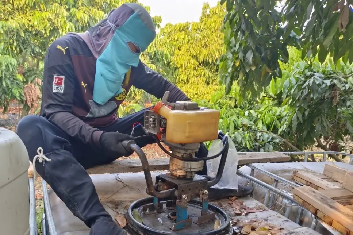 น้ำหมักชีวภาพ สูตรลับหวานกรอบ เนื้อแน่นของลำไยพวงทองที่บ้านแพ้ว