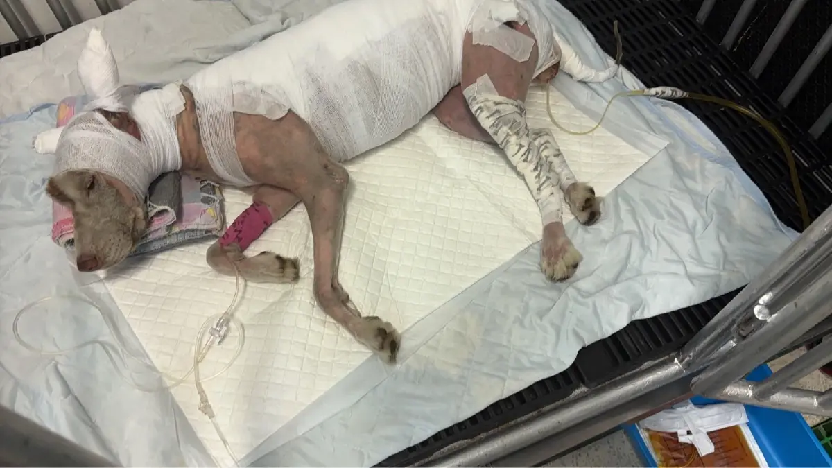 เศร้า 'หมามอลลี่' จากไปแล้ววันนี้ หลังถูกทำร้ายหนัก บาดเจ็บสาหัส