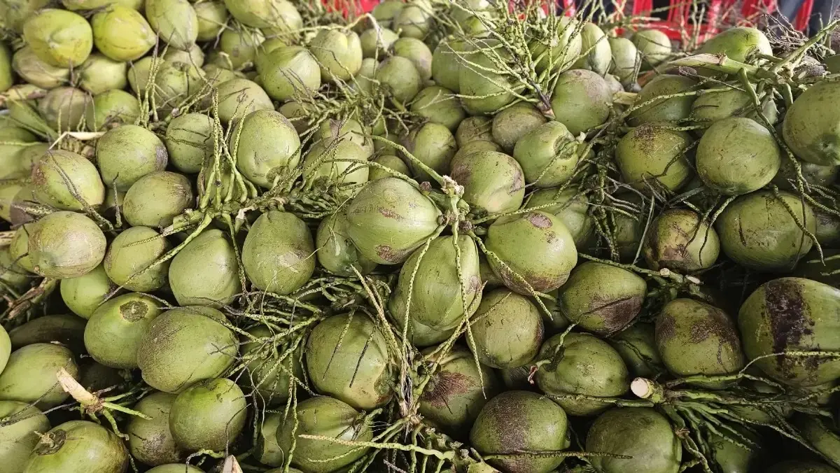 กรมส่งเสริมสหกรณ์ ดึงเครือข่าย เปิดโต๊ะซื้อมะพร้าว 5 บาท ล้านผลแก้ราคาตกต่ำ