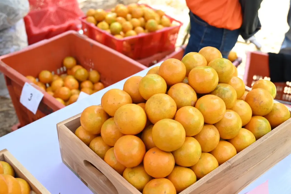 ‘ส้มสายน้ำแร่ อ. ฝาง’ ของดี GI ล็อตสุดท้ายรับไหว้ตรุษจีน