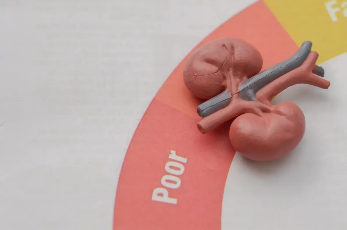 รู้จัก 'โพรไบโอติก L34' วิจัยแพทย์ จุฬาฯ ลดสารพิษ-อักเสบ สู้โรคไต