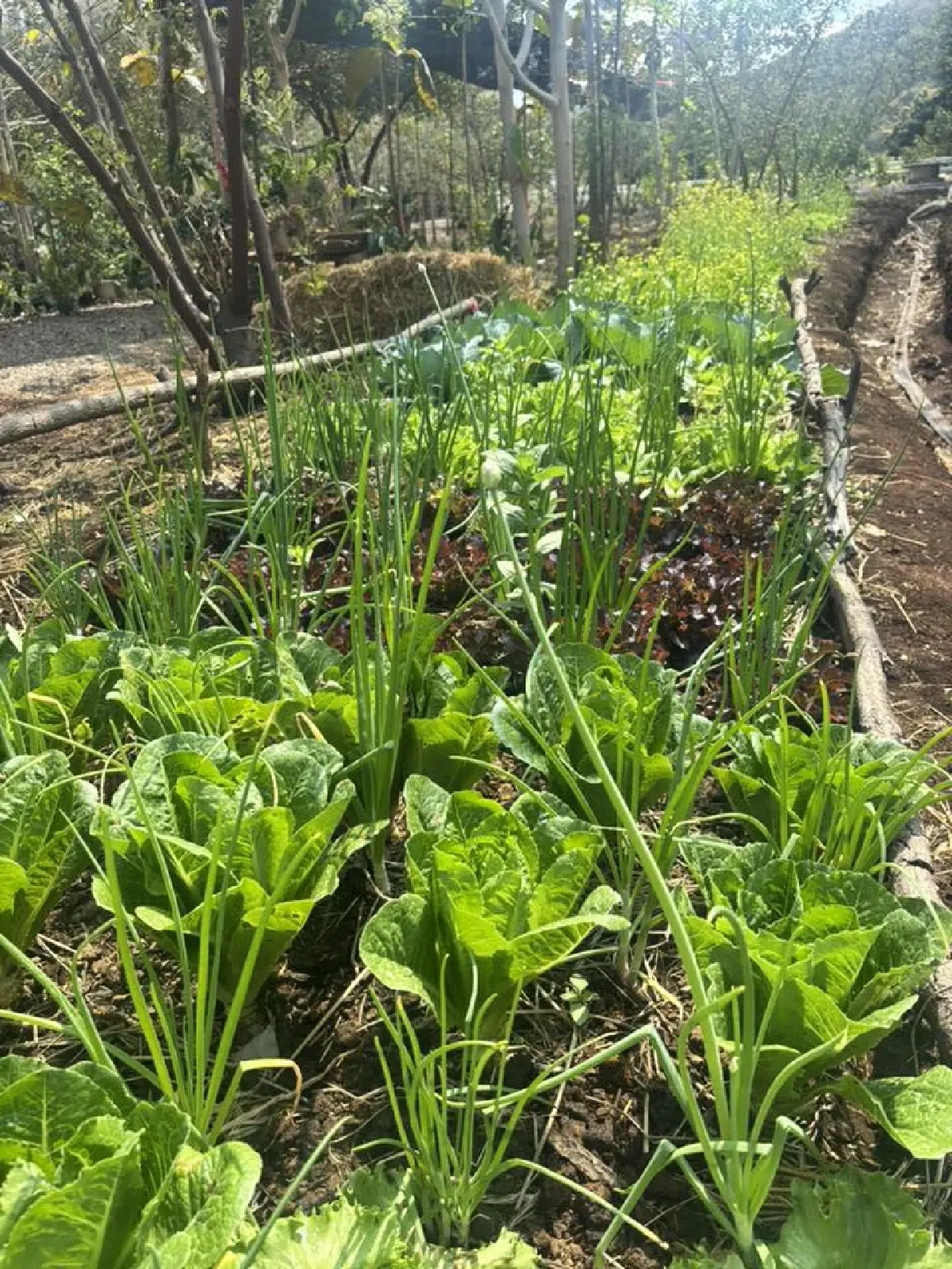 เปิดโมเดลธุรกิจเขาใหญ่ 2026 'วรรณลี ศรีจำปา' พลิกเกมรีสอร์ทล้น ปั้น Social Enterprise