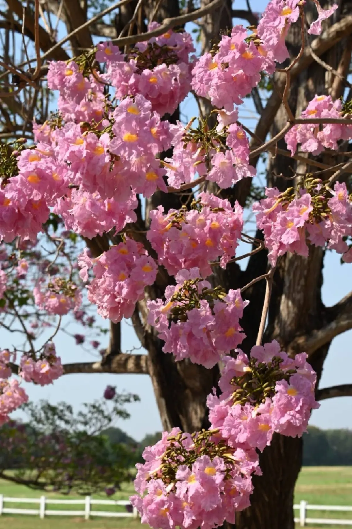 ถึงเวลายืนงง ในดงชมพูพันธุ์ทิพย์ 2569 มก.กำแพงแสน เช็กวันบานเต็ม