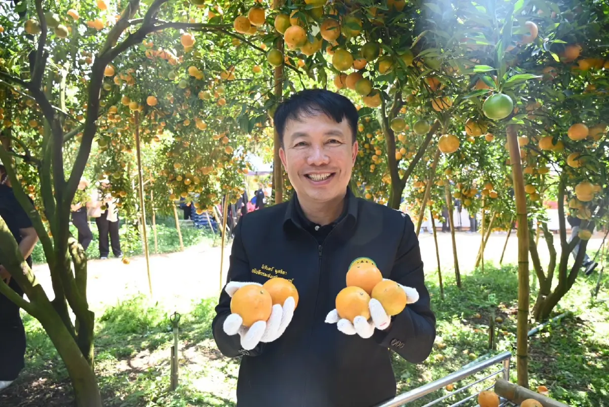 ‘ส้มสายน้ำแร่ อ. ฝาง’ ของดี GI ล็อตสุดท้ายรับไหว้ตรุษจีน