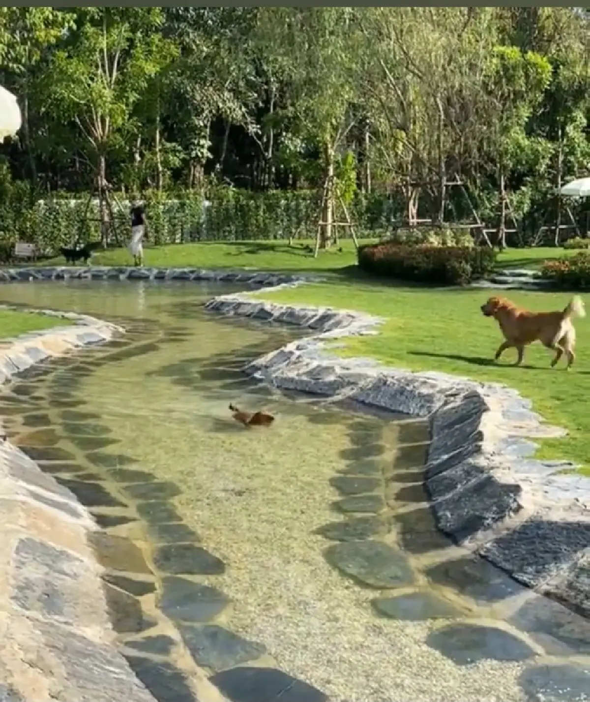 'ฮุนด์เฮ้าส์' คลับไฮโซของน้องหมาเปิดใหม่ ค่าสมาชิกปีละแสนสอง!