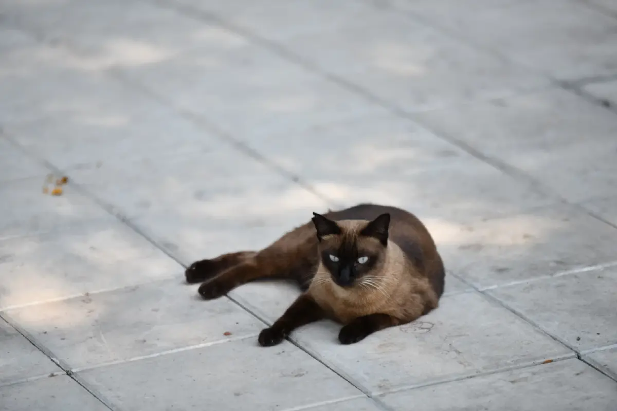 กทม. เตือนนำสัตว์มาปล่อยทิ้งมีความผิดตามกฎหมาย โทษปรับสูงสุด 4 หมื่นบาท