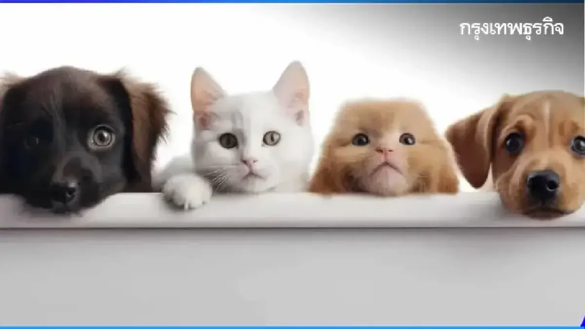 ระวังได้นอนคุก ทำร้ายสัตว์เลี้ยงตัวเอง คนอื่น โทษหนัก ปรับ 4 หมื่น