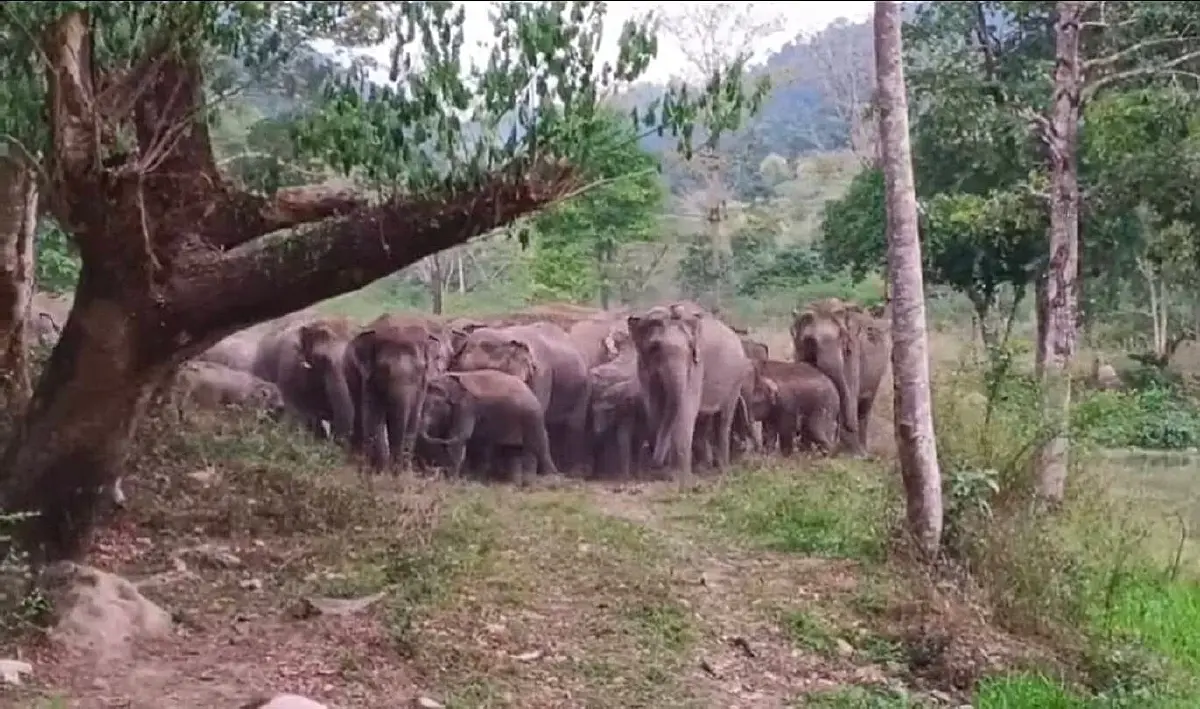 รุกโปรเจกต์ 'บ่อน้ำเขาใหญ่' ดึงช้างกลับเข้าป่าลึก ลดปัญหาบุกรุกชุมชน