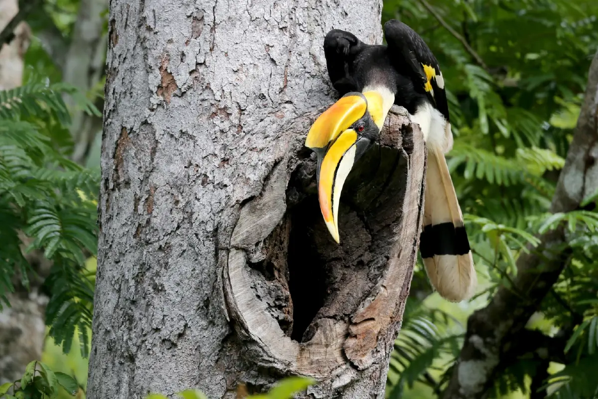 รักแท้จนวันตาย 13 ก.พ. วันรักนกเงือก ดูตำนานความรัก ก่อนวาเลนไทน์