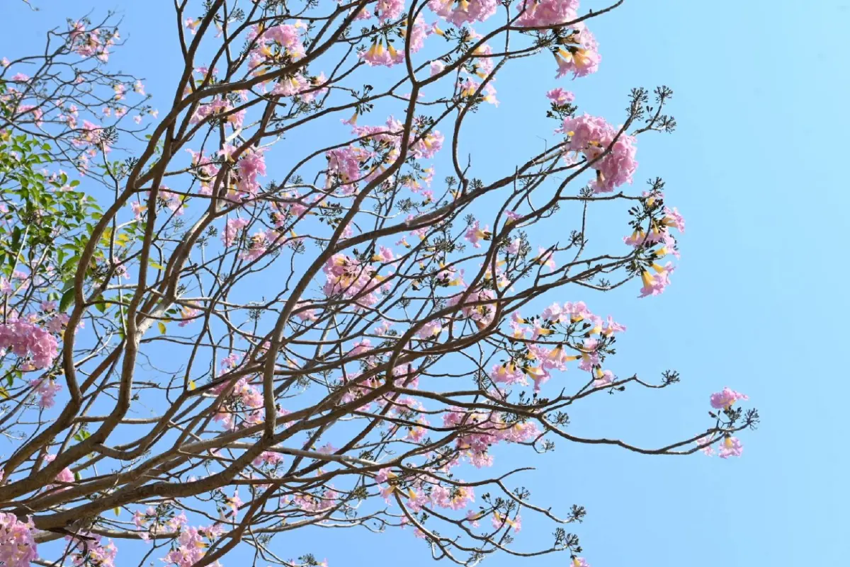 ถึงเวลายืนงง ในดงชมพูพันธุ์ทิพย์ 2569 มก.กำแพงแสน เช็กวันบานเต็ม