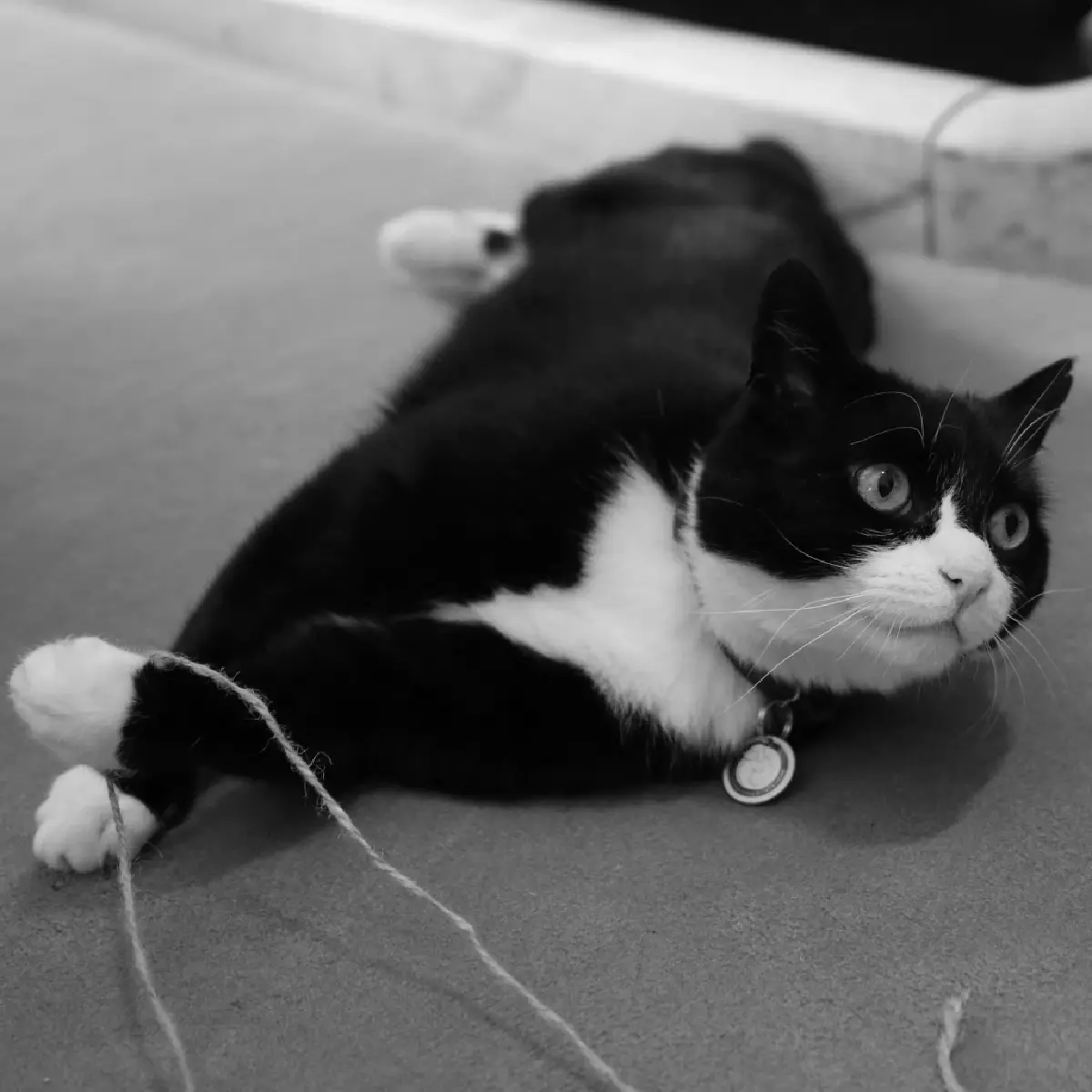 ข่าวเศร้าทาสแมว 'พาลเมอร์สตัน' นักการทูตเหมียวตัวแรกของอังกฤษ กลับดาวแมวแล้ว