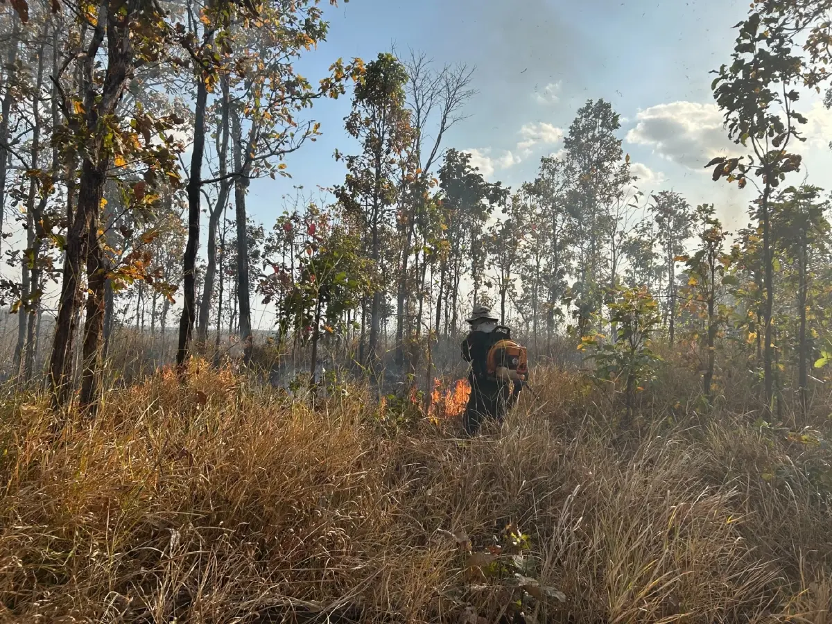 ภูผายลระอุ ไฟป่าถล่มวอด 7 ไร่ เผยต้นเหตุ 'หาของป่า' ทำพังพินาศ