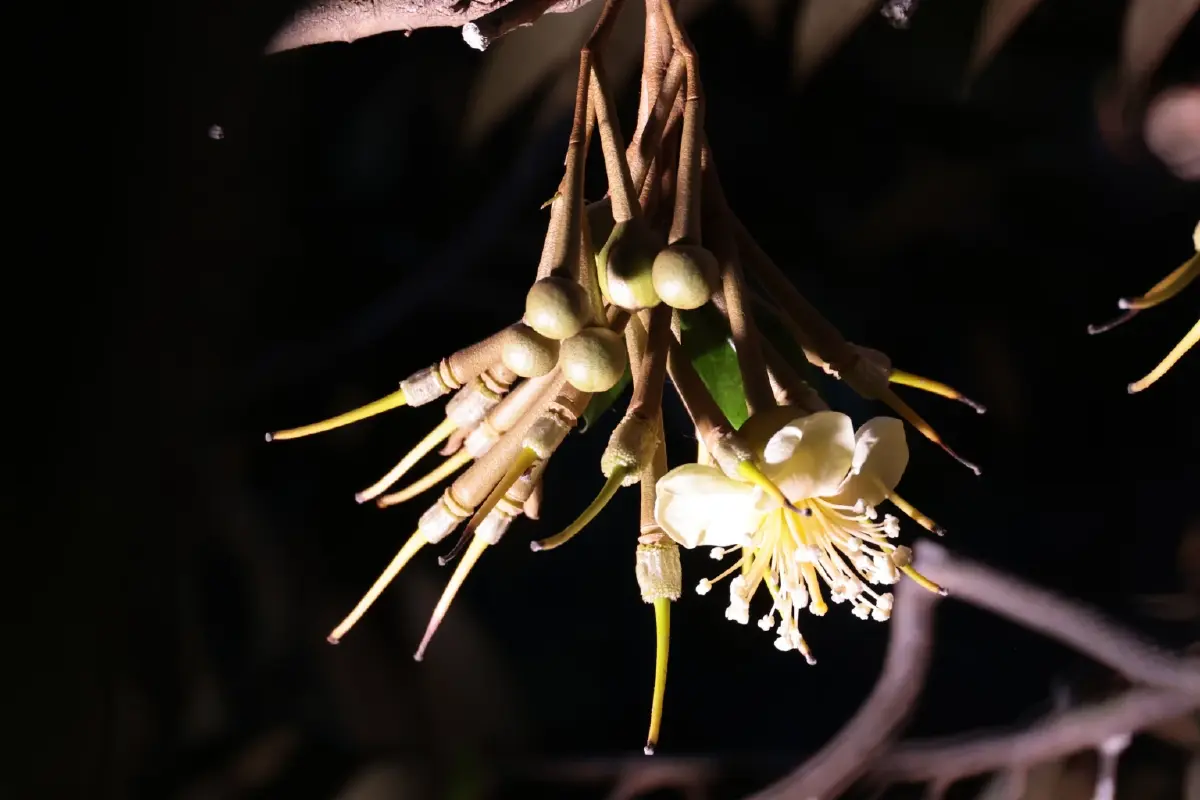 เกษตรจัด “เปิดสวน ชวนปัดดอก” ทุเรียนนนท์ปี 69 ยกระดับคุณภาพ