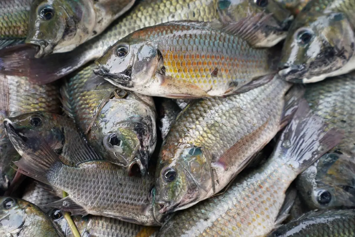 สมุทรปราการ ลุย ตรวจแหล่งน้ำธรรมชาติ พบ 3 คลองหลักยังมีปลาหมอคางดำแต่น้อย