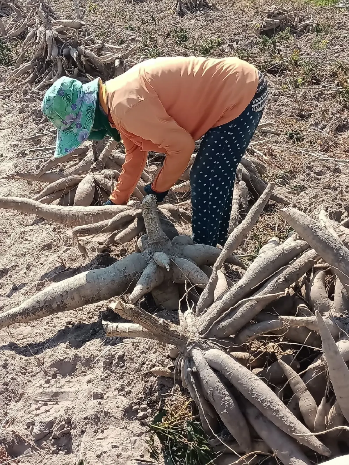 เกษตรฯ ดัน แปลงใหญ่มันสำปะหลังร้อยเอ็ด ต้นแบบเกษตรมูลค่าสูง