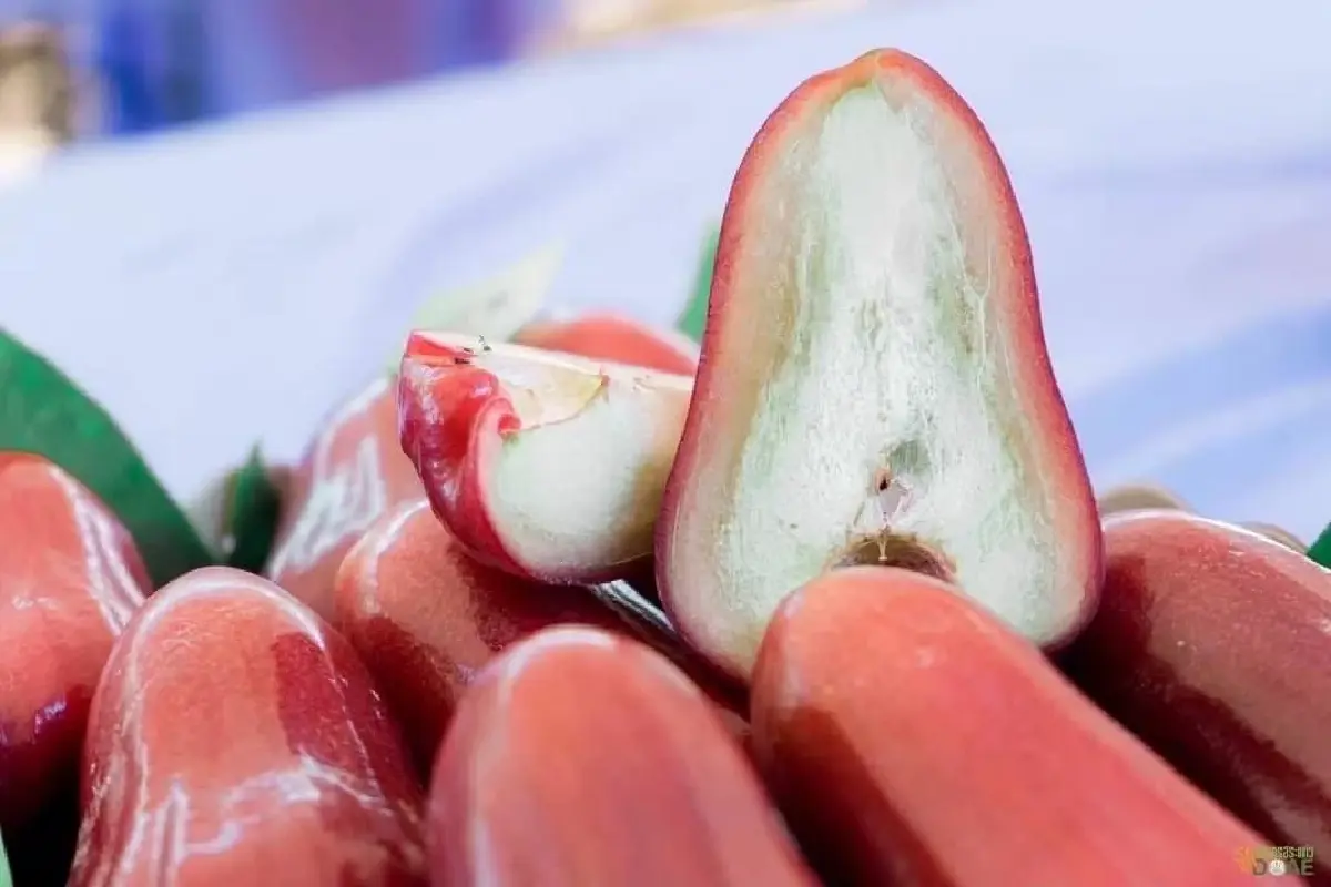 พาณิชย์ ประกาศขึ้นทะเบียน “ชมพู่คลองหาด” จ.สระแก้ว เป็นสินค้า GI