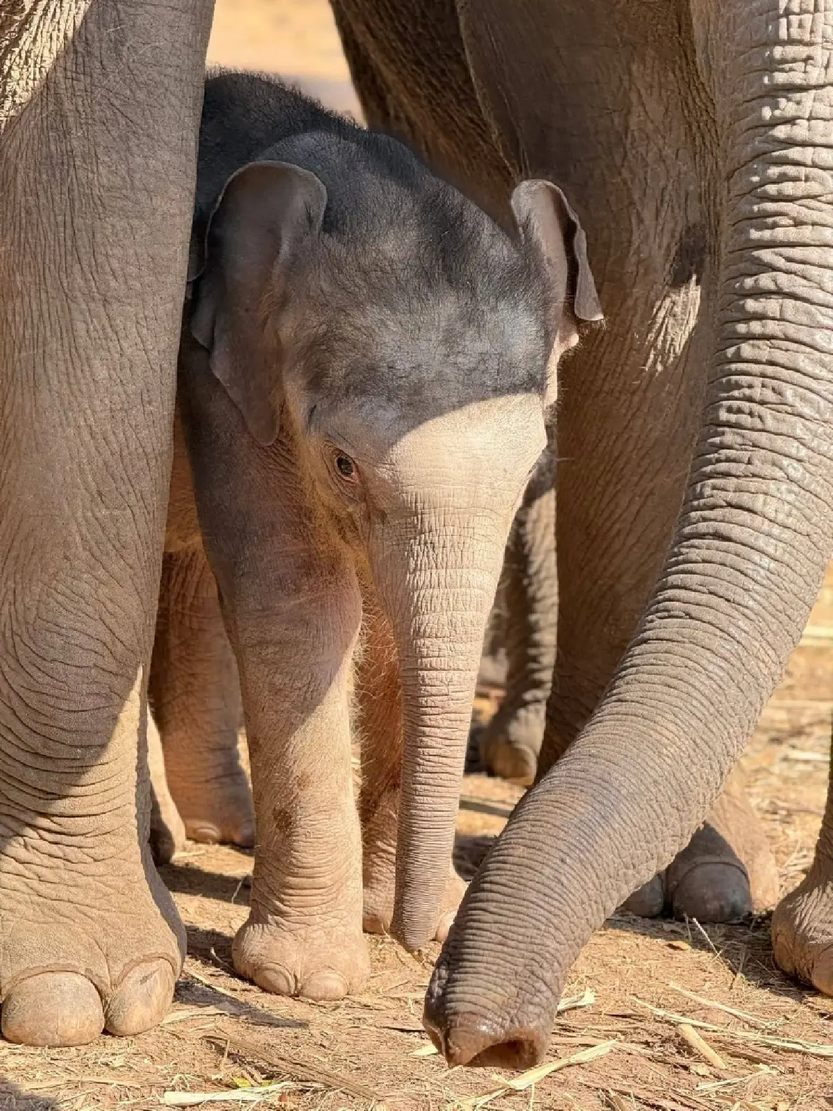 ชมความน่ารัก 'น้องกุมภา' ลูกช้างป่า วัย 7 วัน สมาชิกใหม่ป่าซับลังกา