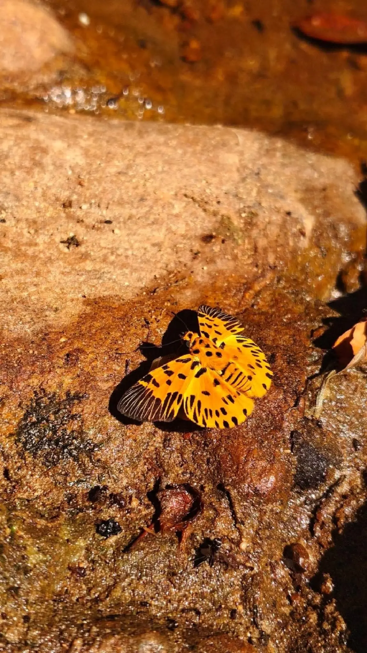 หาดูยาก ผีเสื้อลายซิกแซก ปรากฏตัวป่าปางสีดา อวดโฉม ลายสุดแปลกตา