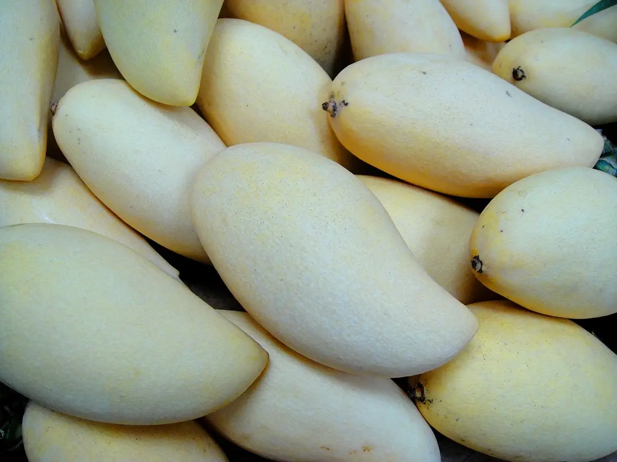 กรมวิชาการเกษตร 'ดันส้มโอ ลำไย มะละกอดิบ ' บุกตลาดเกาหลีใต้