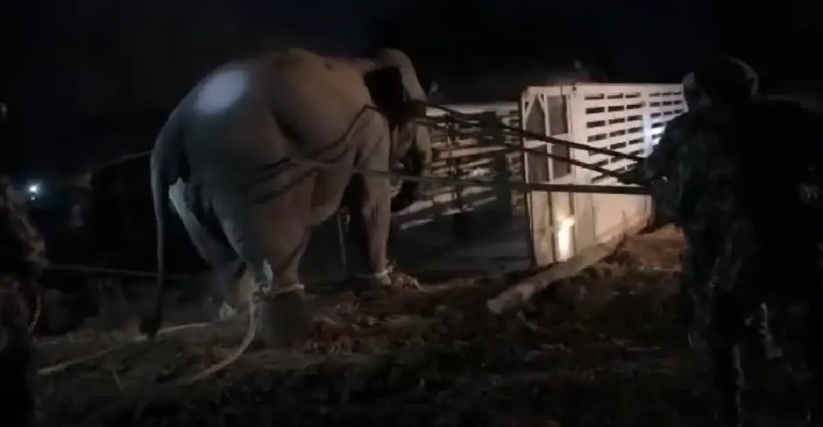 กรมอุทยานฯ แจงย้ายช้างป่า สีดอหูพับ ตายระหว่างทาง คาดสำลักอาหาร