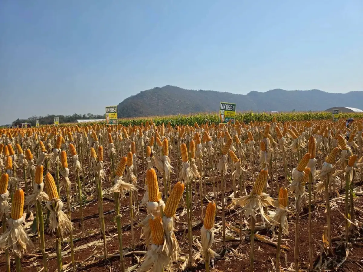 ซินเจนทาเปิดตัวข้าวโพด NK 6954 นวัตกรรมใหม่ เพิ่มทางเลือกเกษตรกร