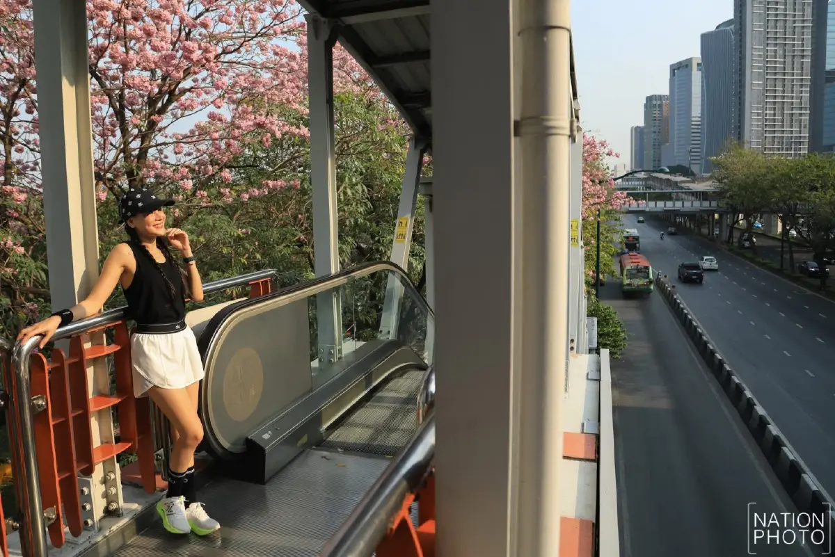 ชมพูพันธุ์ทิพย์ บานสะพรั่งรับวาเลนไทน์ สวนจตุจักร ติด BTS หมอชิต