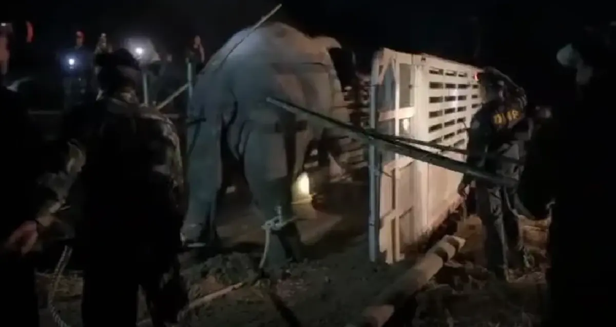 กรมอุทยานฯ แจงย้ายช้างป่า สีดอหูพับ ตายระหว่างทาง คาดสำลักอาหาร