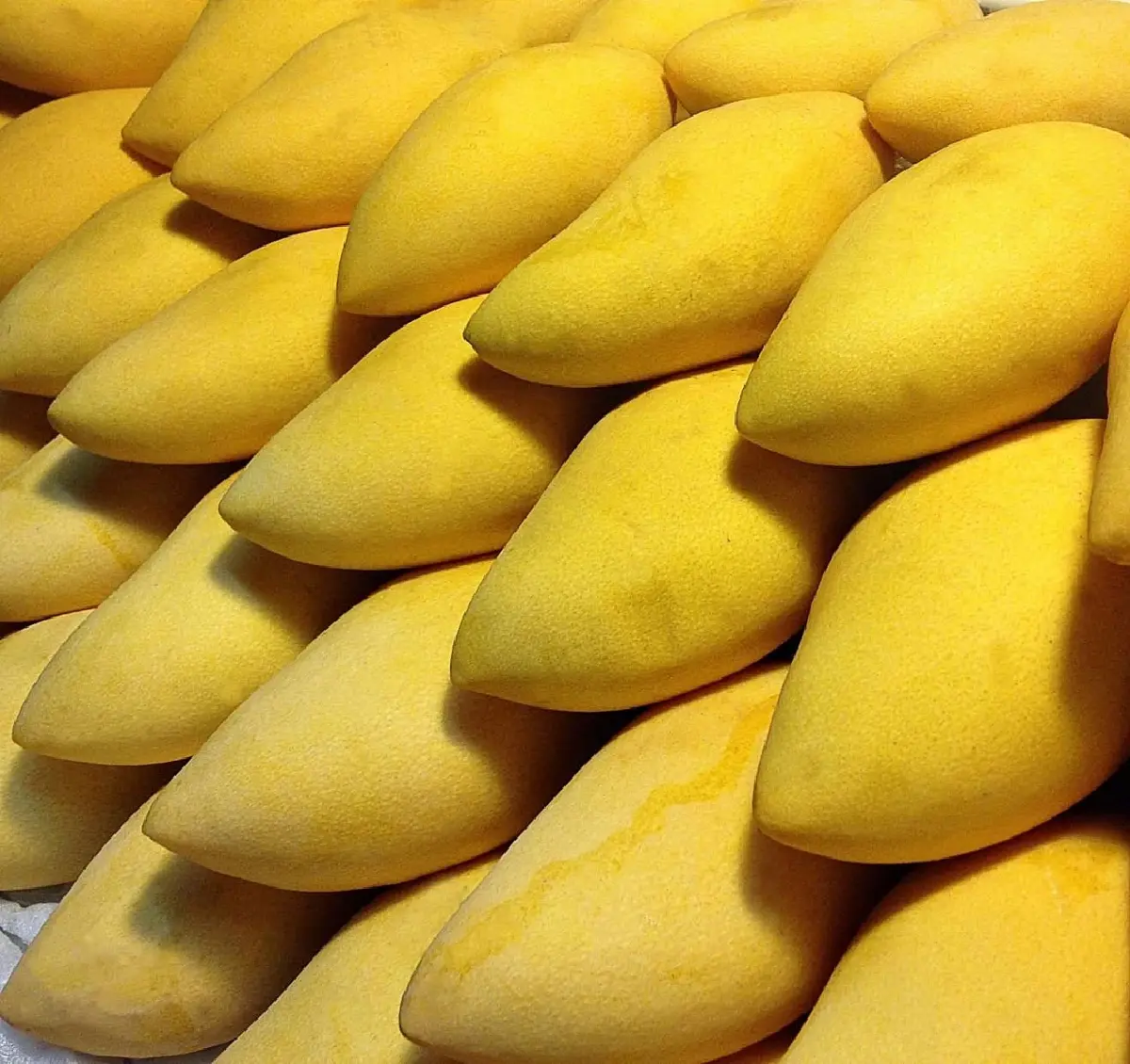 เปิดโผ Top 5 'มะม่วง GI' มูลค่าสูง ชูจุดแข็งอัตลักษณ์พื้นถิ่น คุณภาพมาตรฐานโลก