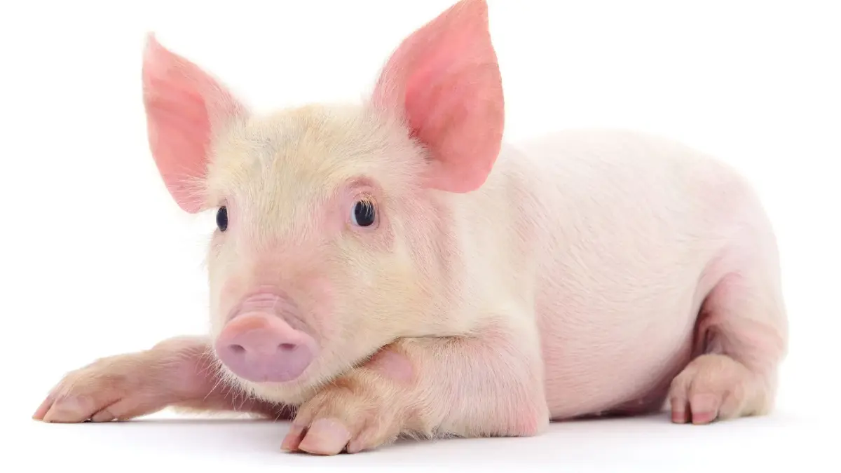 ลุยทำหมูหัน 5 หมื่นตัวรับตรุษจีน เร่งส่งออกมาเลฯ ลอตแรก