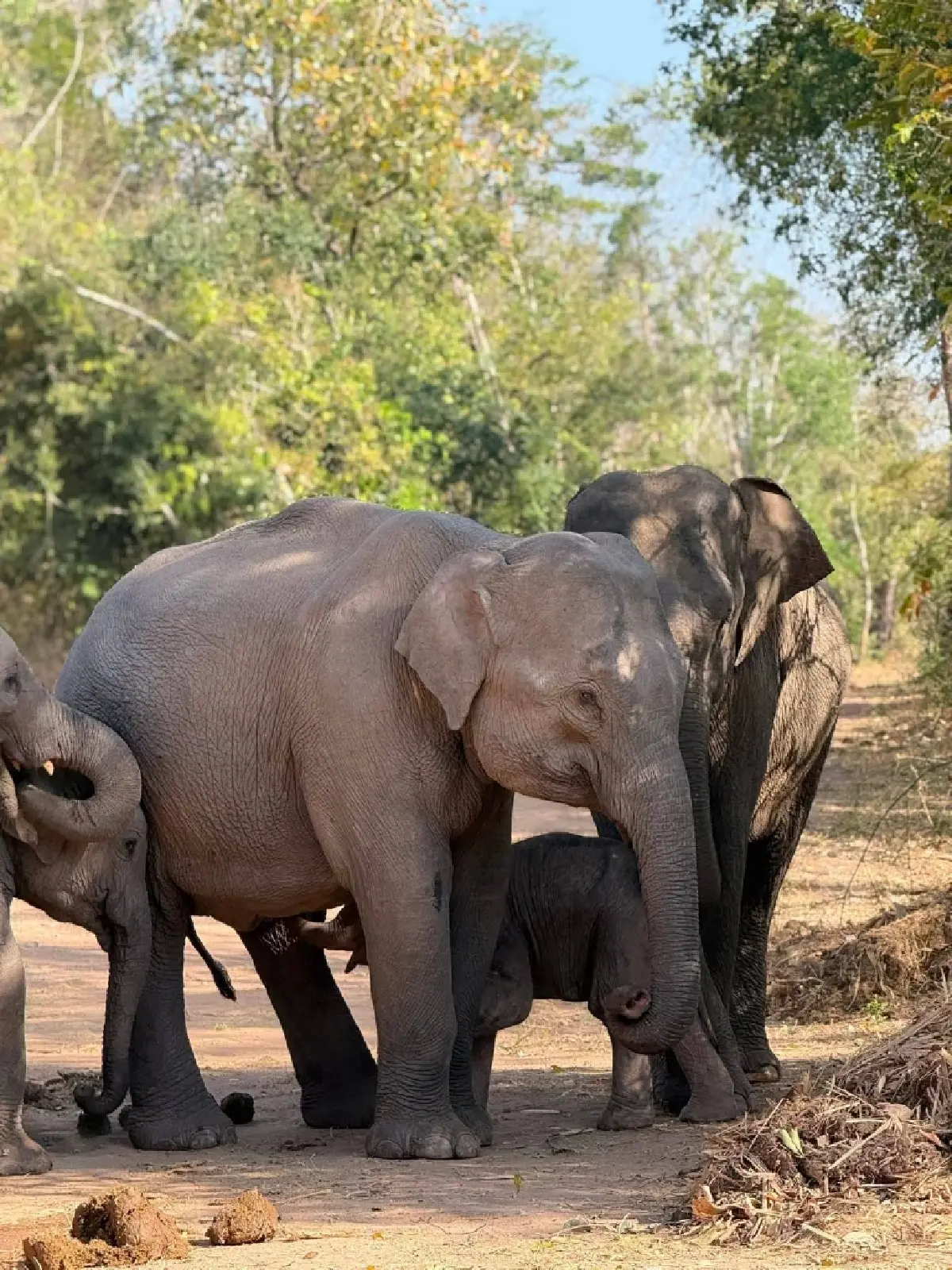 ชมความน่ารัก 'น้องกุมภา' ลูกช้างป่า วัย 7 วัน สมาชิกใหม่ป่าซับลังกา