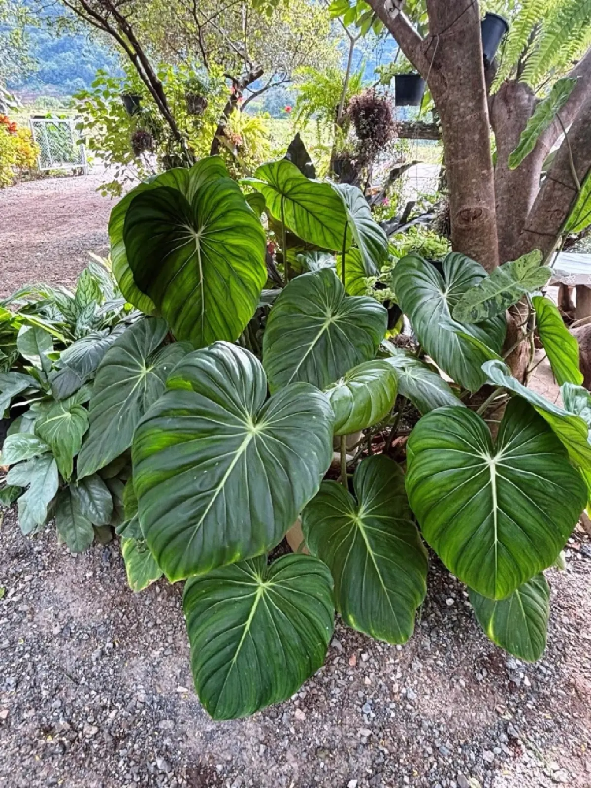 เปิดโมเดลธุรกิจเขาใหญ่ 2026 'วรรณลี ศรีจำปา' พลิกเกมรีสอร์ทล้น ปั้น Social Enterprise